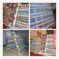 Full equipped automatic cage for laying hen used